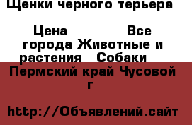 Щенки черного терьера › Цена ­ 35 000 - Все города Животные и растения » Собаки   . Пермский край,Чусовой г.